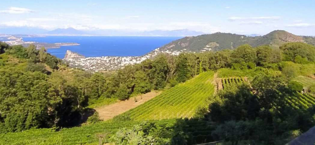 Tenuta del Cannavale BIO Experience: Passeggiata nella Natura con degustazione